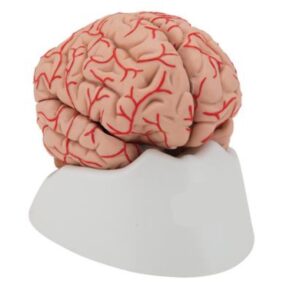 Brain Model 3B Scientific