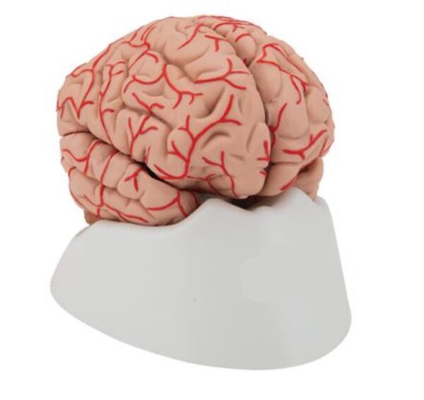 Brain Model 3B Scientific