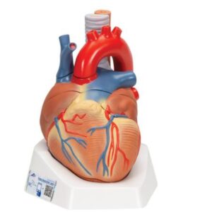 Heart Model | Anatomical models | 3B Scientific