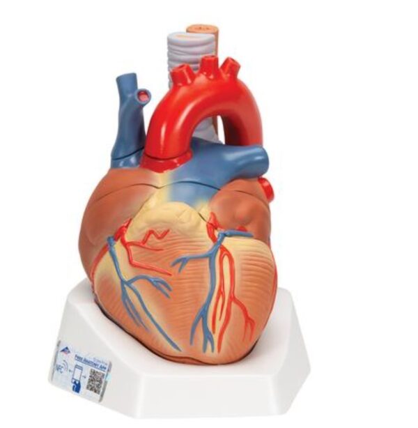 Heart Model | Anatomical models | 3B Scientific