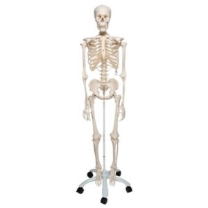 Human Skeleton | Anatomical model | 3B scientific
