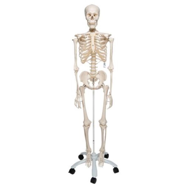 Human Skeleton | Anatomical model | 3B scientific